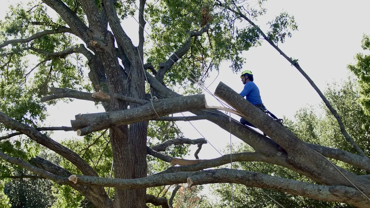 Professional Crown Thinning performed by certified arborists in Hershey